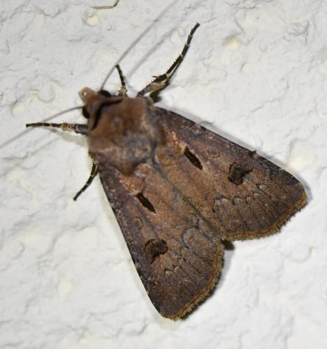 Réf. 285 762 : Agrotis exclamationis